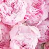 PEONY PERFECTION PEONIES NEW ITEM 24 JUNE 23 2023 3 PEONY PERFECTION PEONIES NEW ITEM 24 JUNE 23 2023 3
