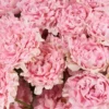 Pink Treat 2025 22 Pink Treat 2025 22