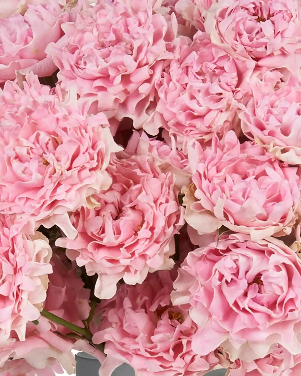 Pink Treat 2025 22 Pink Treat 2025 22