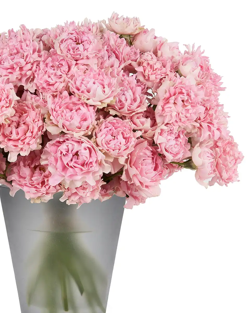 Pink Treat 2025 24 Pink Treat 2025 24