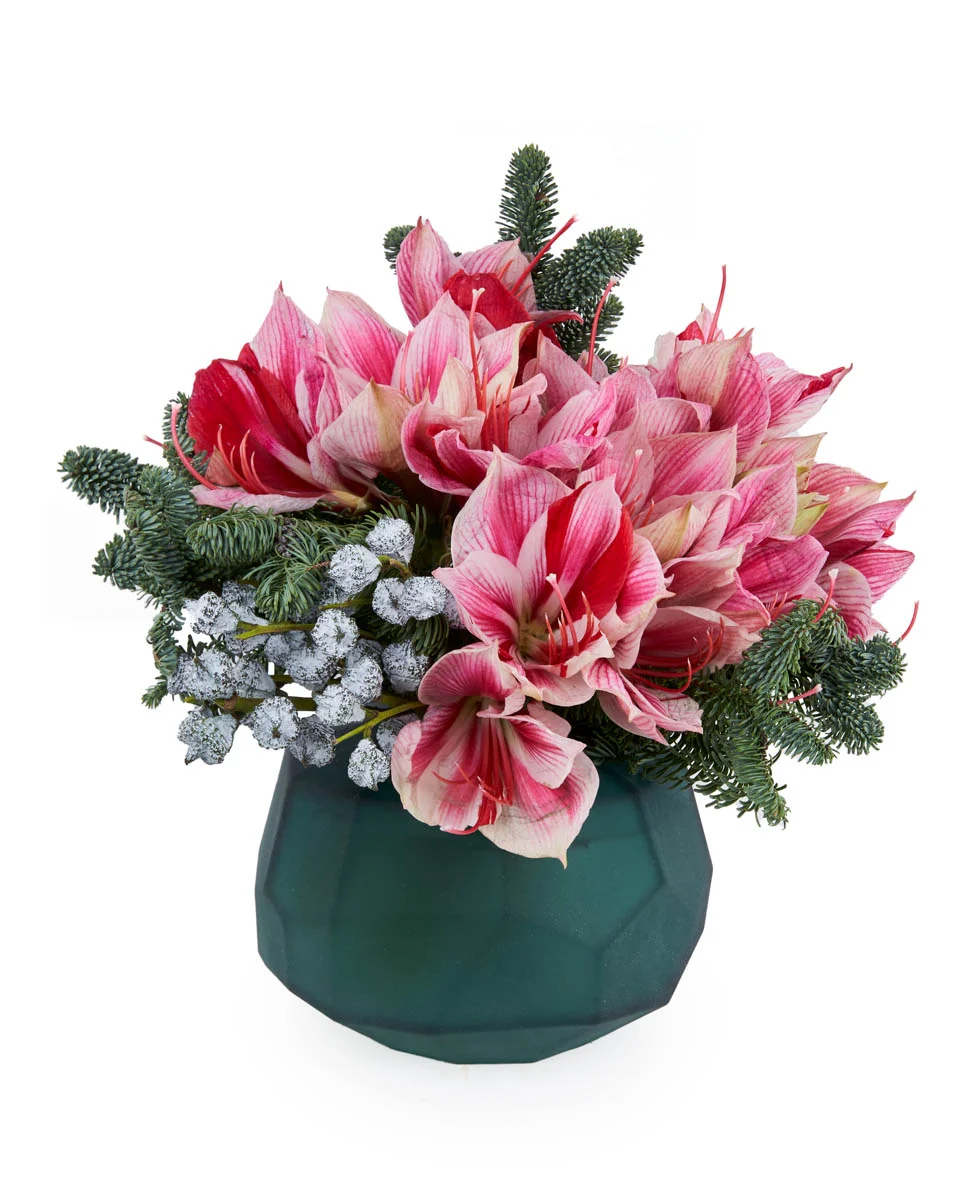 Festive AmaryllisNEW PRODUCT11 NEW VASE ARRANGEMENT FRONT Festive AmaryllisNEW PRODUCT11 NEW VASE ARRANGEMENT FRONT
