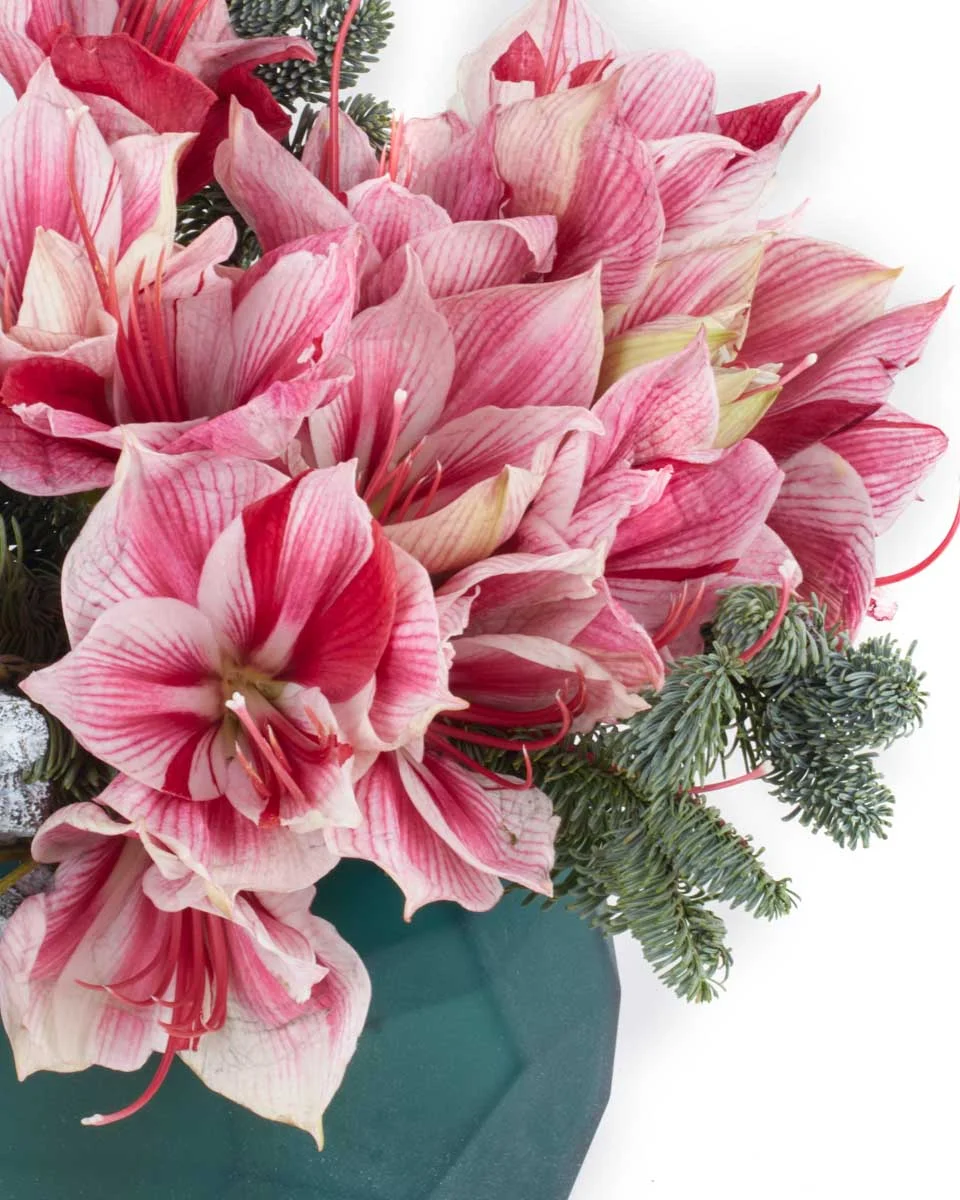 Festive AmaryllisNEW PRODUCT11 VASE CLOSEUP DETAILSPEONY RED WITHOUT WRAPPING 20 Festive AmaryllisNEW PRODUCT11 VASE CLOSEUP DETAILSPEONY RED WITHOUT WRAPPING 20