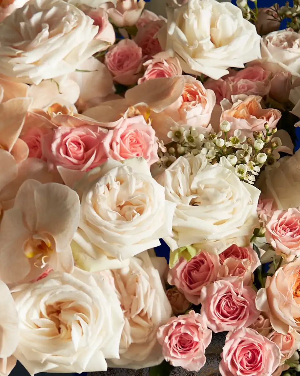 ROYAL PEACH 2 2025 ROYAL PEACH 2 2025