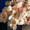 ROYAL PEACH 3 2025 ROYAL PEACH 3 2025