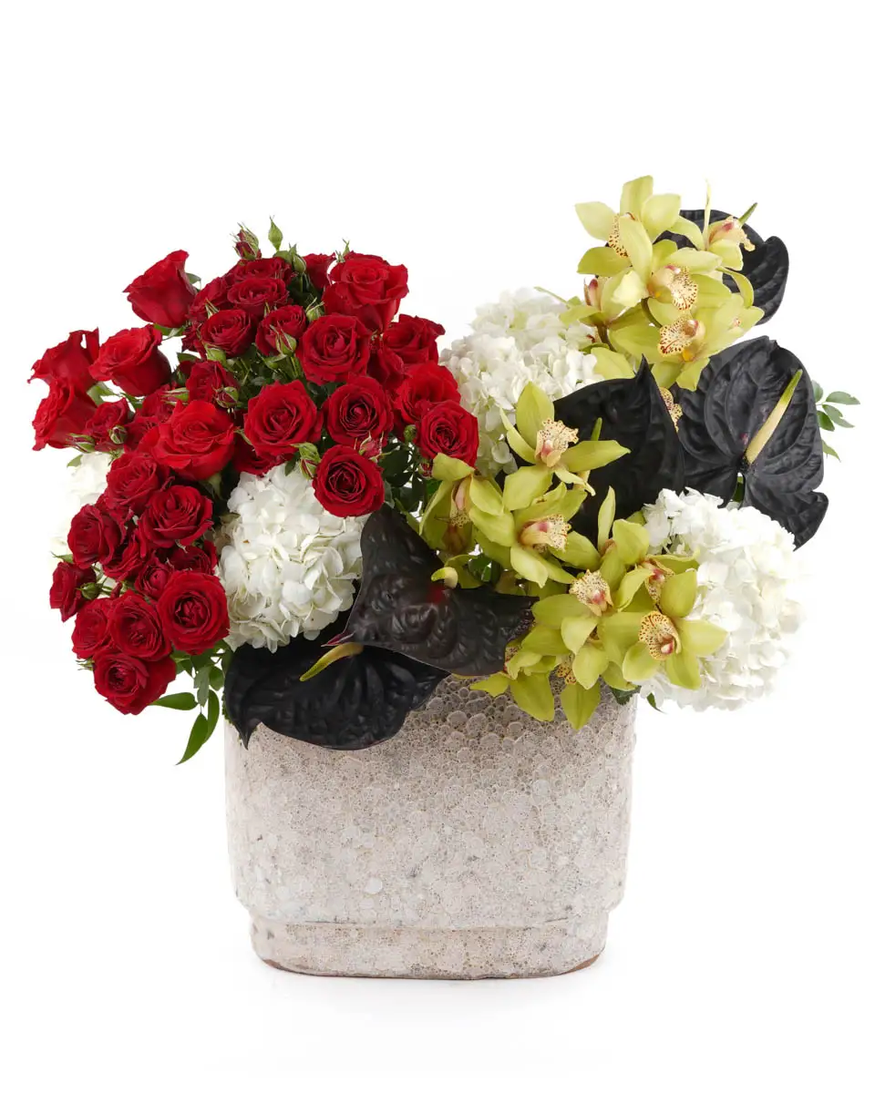 Royal Treat   MAGNIFICENT GREY