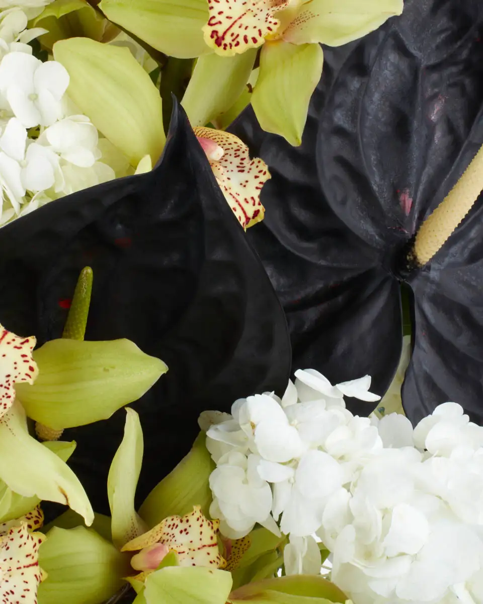 Royal Treat  2024 MAGNIFICENT GREY CLOSE