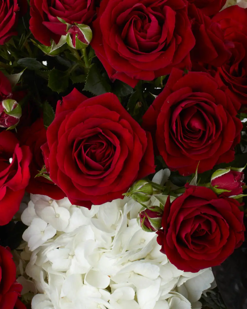 Royal Treat  2024 MAGNIFICENT GREY CLOSE@