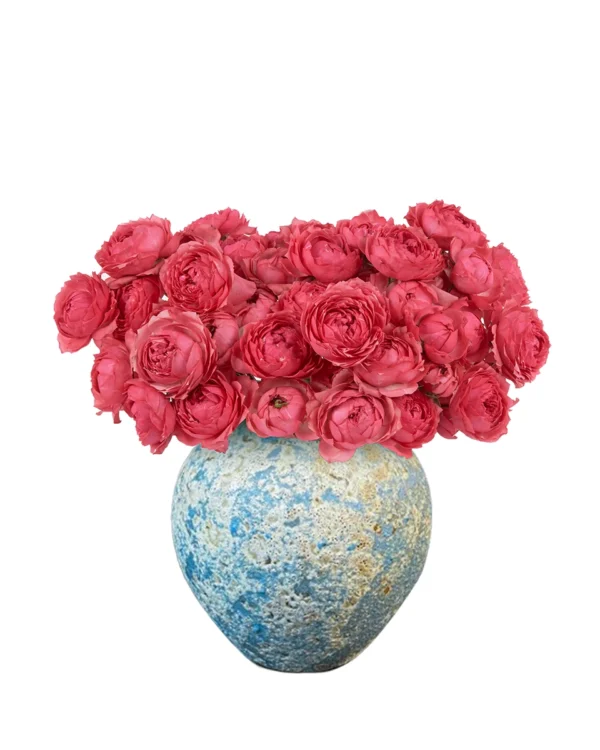 RASPBERRY DELIGHT 9 Dec 2025