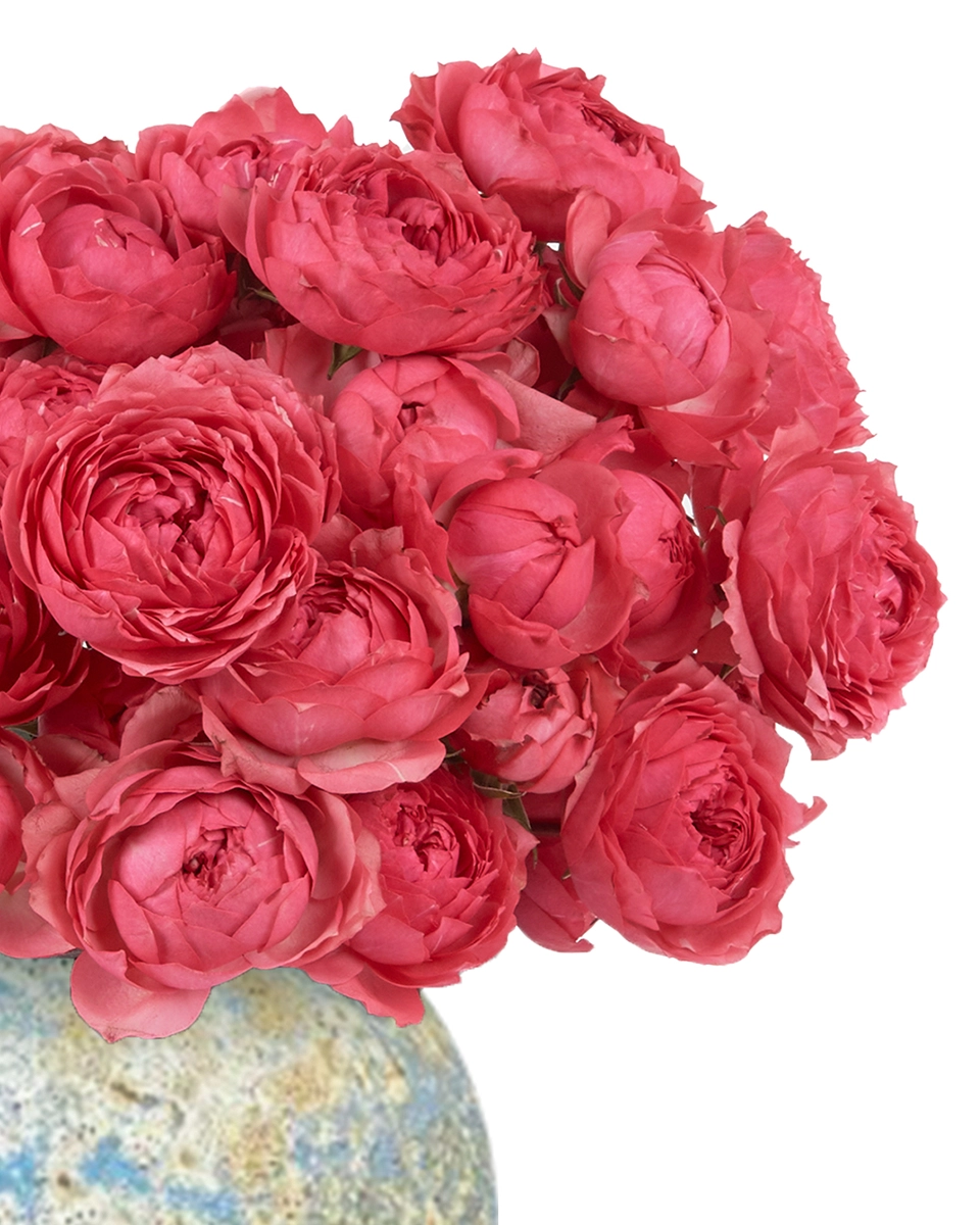 RASPBERRY DELIGHT 9 Dec2025 Details