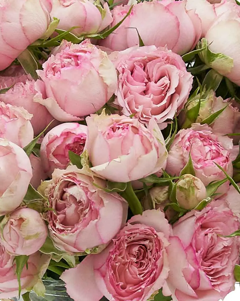 Baby Blossoms Close Baby Blossoms Close