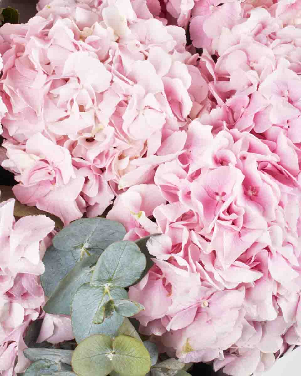 FLUFFY VERENA PINK SUPERB JUNE 5, 2023 2