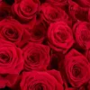 MONTE CARLO RED 101 ONE SIZE ONLY JUNE 8, 2025 1