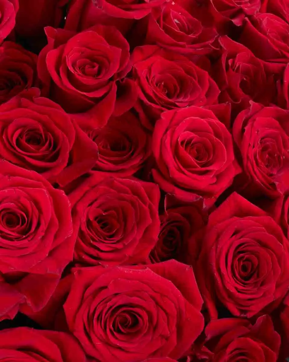 MONTE CARLO RED 101 ONE SIZE ONLY JUNE 8, 2025 1