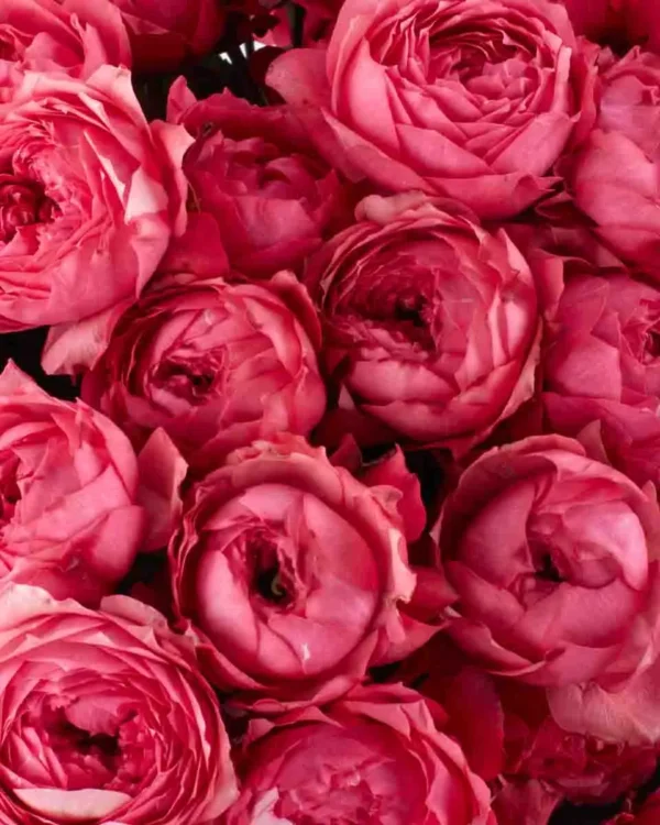 My Sweet Raspberry Order My Sweet Raspberry Bouquet in Dubai | Darcey Flowers