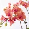 Tangerine Mania detailed 2 Jan 2025 Tangerine Mania detailed 2 Jan 2025