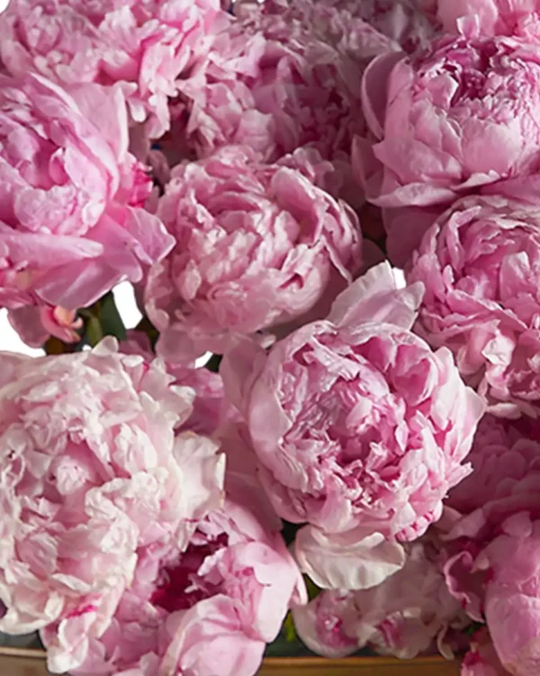 FOR SHAIKHA 4 2025