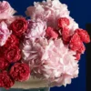 RASPBERRY POP 1 2025 RASPBERRY POP 1 2025