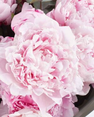 SARAH MY LOVE SUPERB JUNE 8, 2025 1