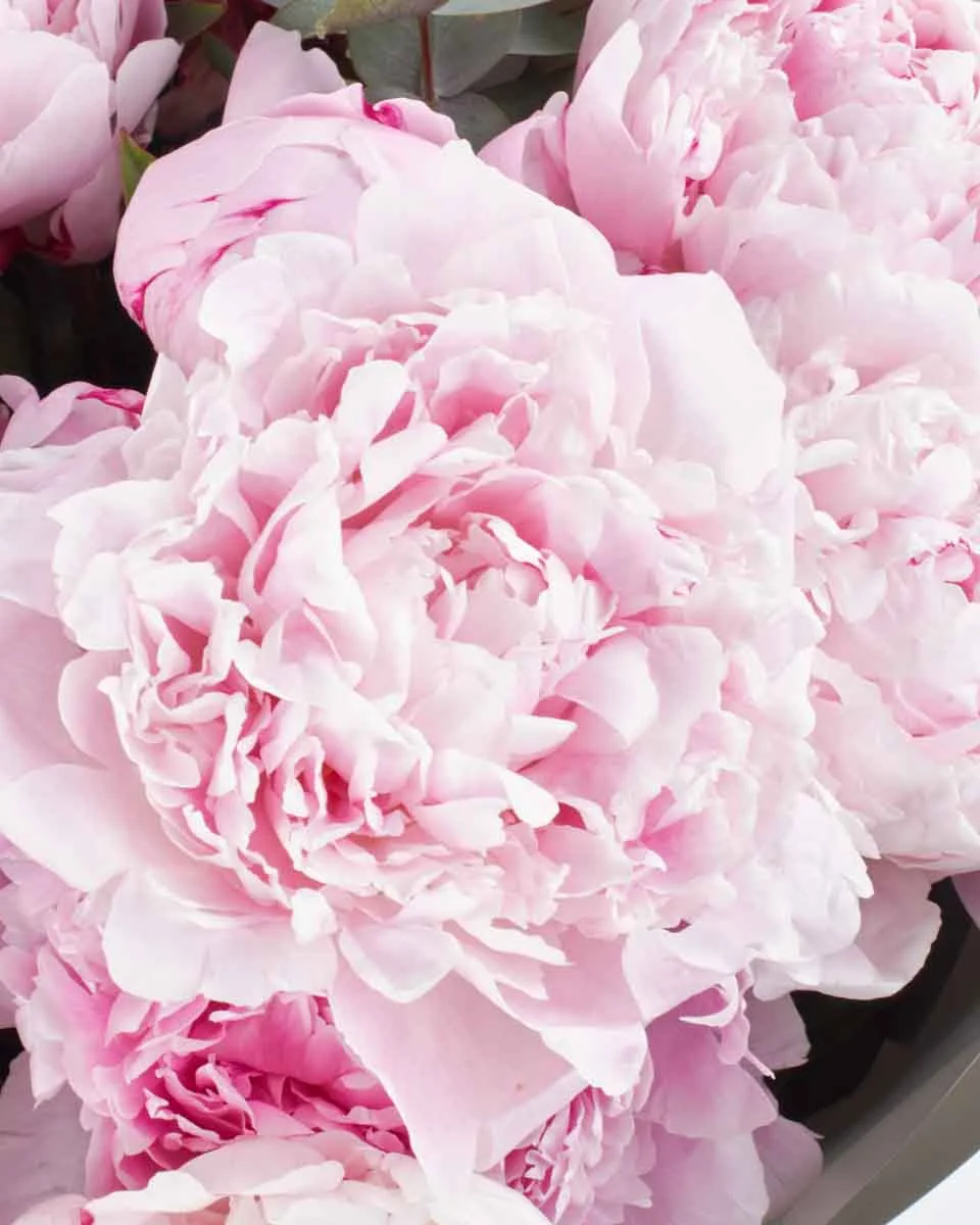 SARAH MY LOVE SUPERB JUNE 8, 2025 1