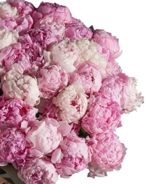 BLUSHING PINK SARAH one size 1