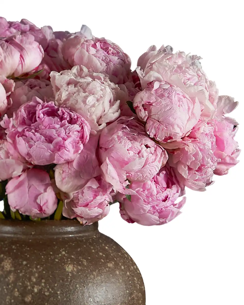 ENCHANTING SARAH 2025 ENCHANTING SARAH 2025