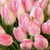 Tulip Forever 1 Details Tulip Forever 1 Details