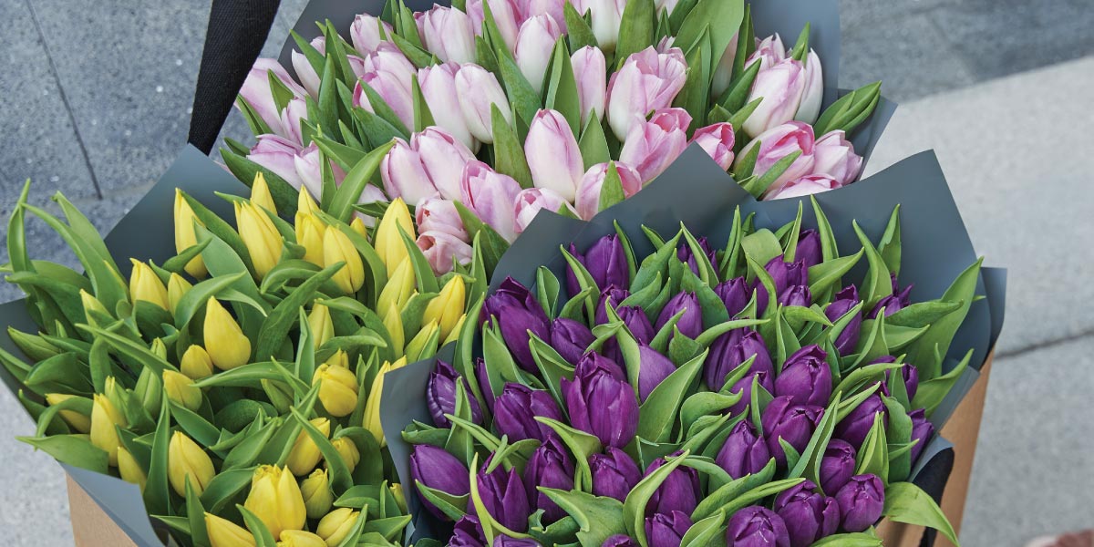 Tulips spring