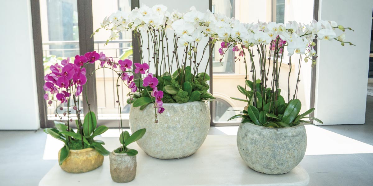How To Take Care Of Orchids