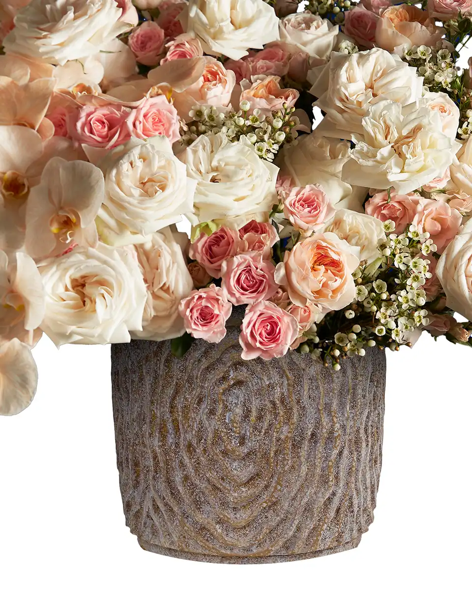 ROYAL PEACH 1 2025 White ROYAL PEACH 1 2025 White