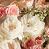 ROYAL PEACH 2 2025 White ROYAL PEACH 2 2025 White