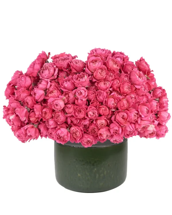 Your Love Cerise 27 May 2025