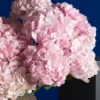 BLOOMING VERENA 1 2025 BLOOMING VERENA 1 2025