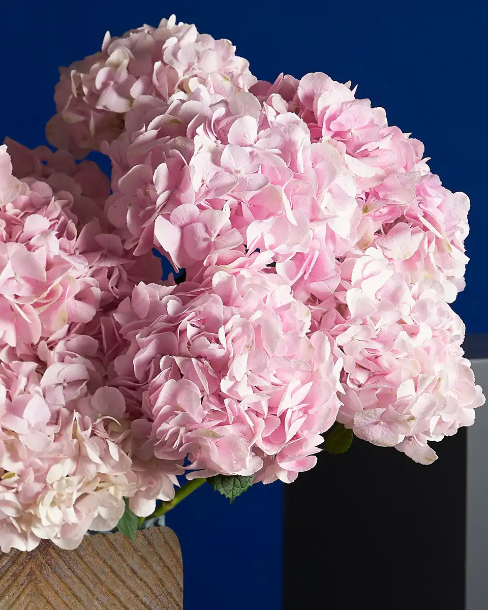 BLOOMING VERENA 1 2025 BLOOMING VERENA 1 2025