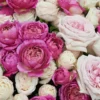 Love, Shamma Superb Details2
