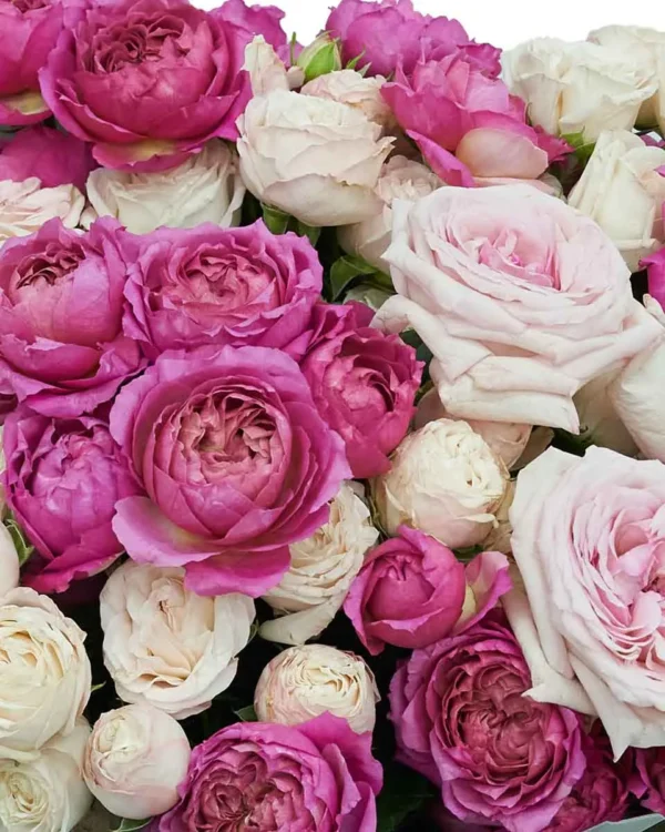 Love, Shamma Superb Details2