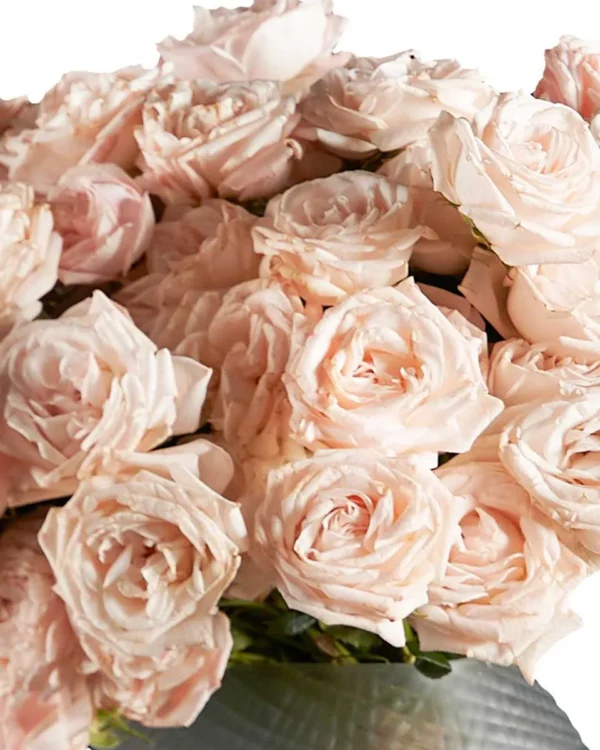MISS DAINTY EDIT COLOR OF FLOWER TO PINKISH details 2