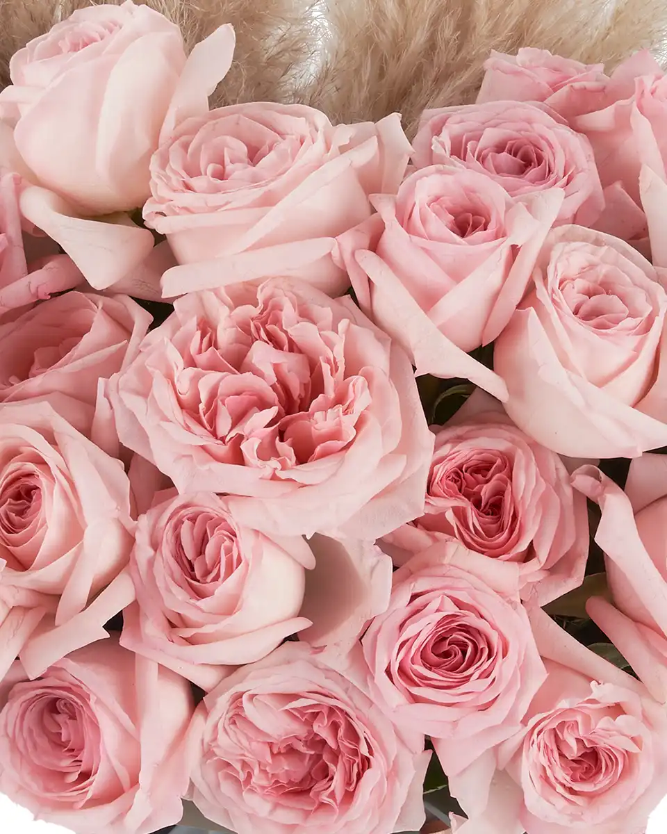 Pink O'hara Love SUPERB Details Details2 Pink O'hara Love SUPERB Details Details2