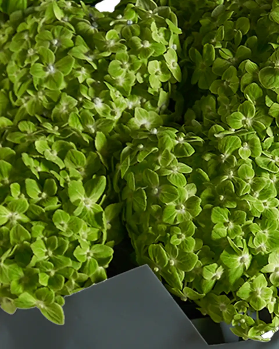 Apple Dapple Impressive edited2