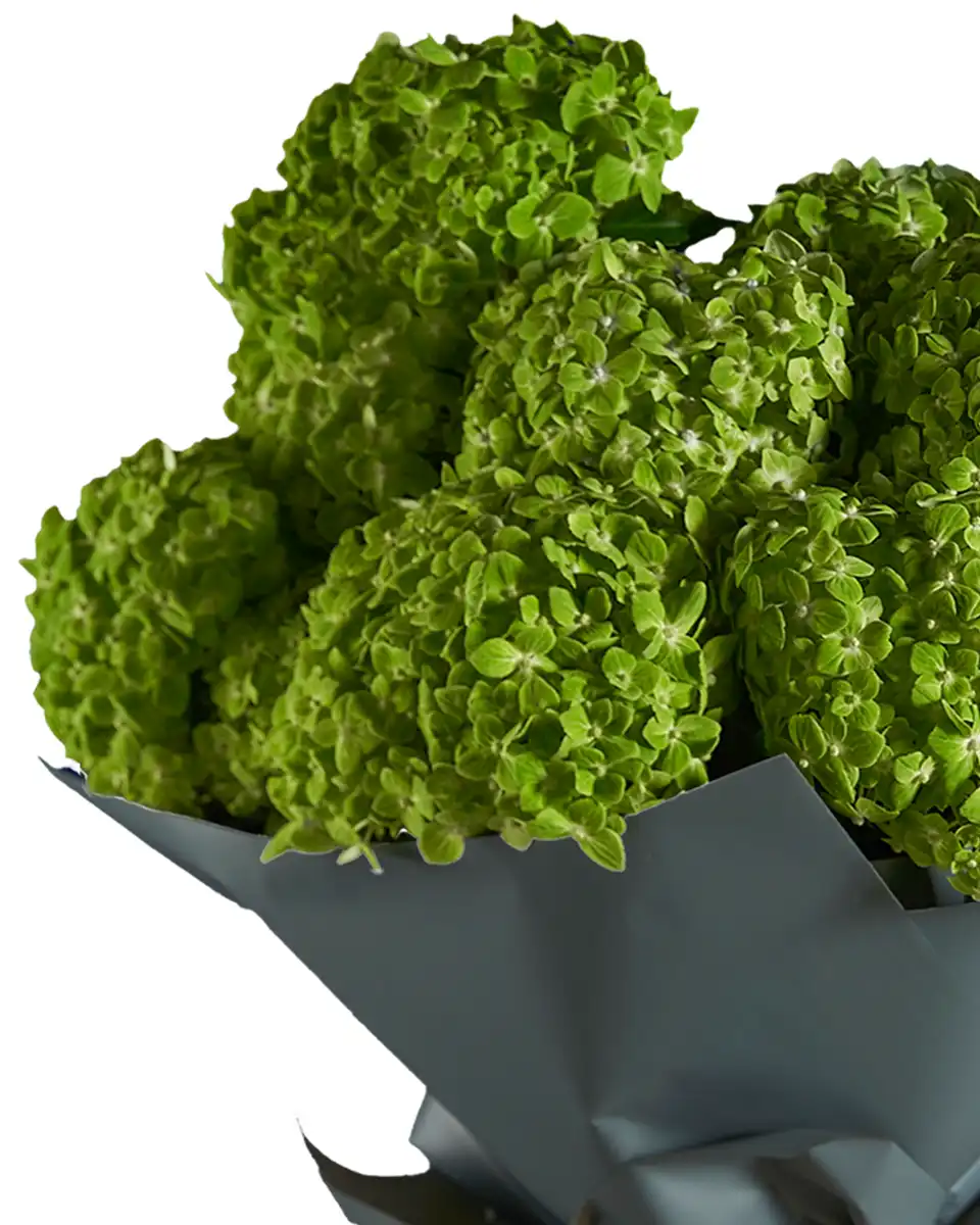 Apple Dapple Impressive edited3