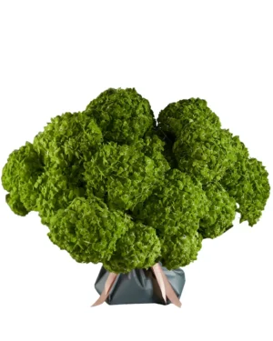 Apple Dapple SUPERB edited