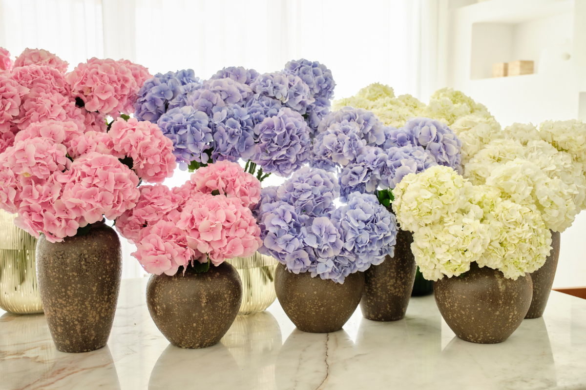 Darcey Flower Subscription Dubai
