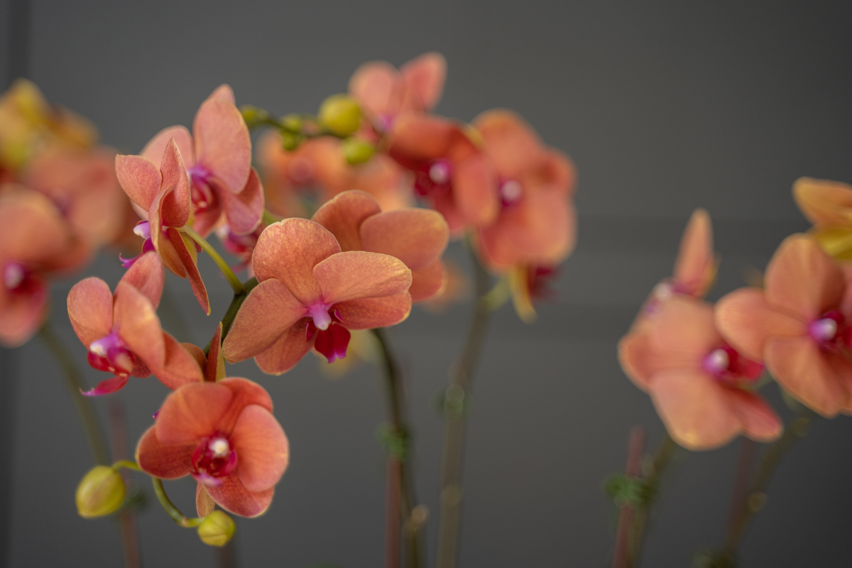 Flowers that Thrive in Dubai during Autumn