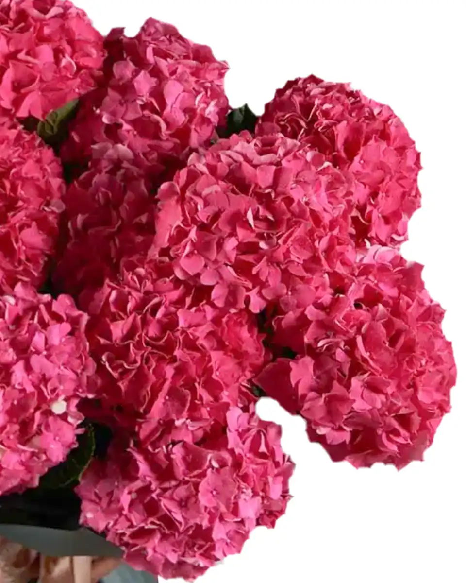 Hydrangea Madness Superb Edited2 Hydrangea Madness Superb Edited2