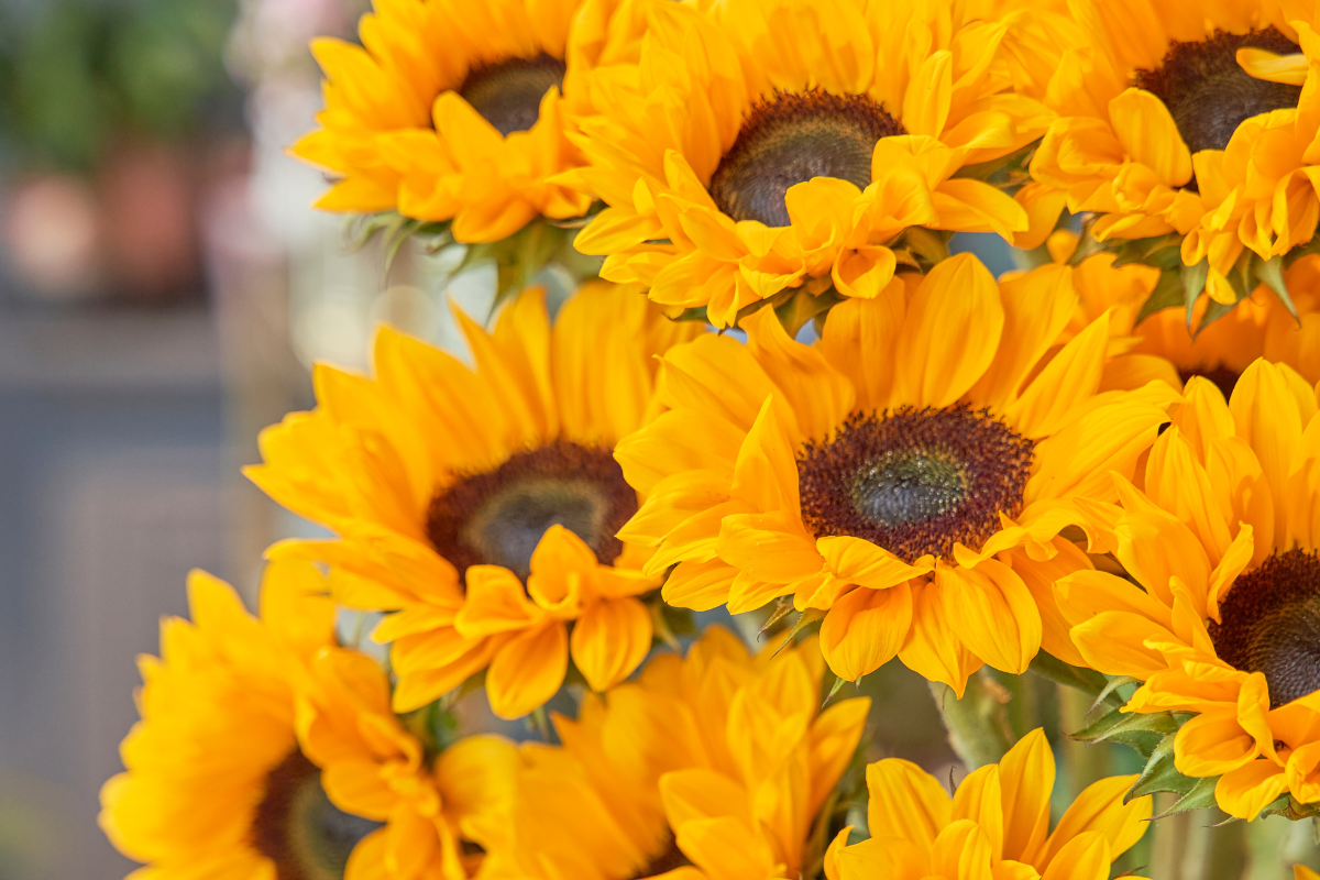 The SunFlower