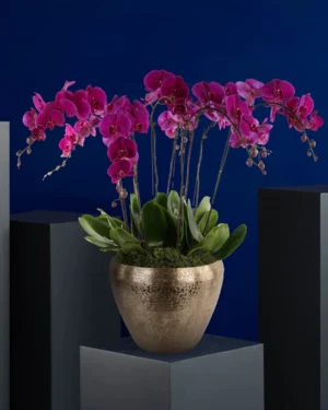 purple mist Edited 3Sep