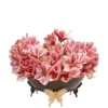 Amaryllis You'll Love Amaryllis You'll Love