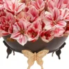 Amaryllis You'll Love Details Amaryllis You'll Love Details