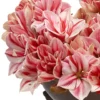 Amaryllis You'll Love Details2 Amaryllis You'll Love Details2