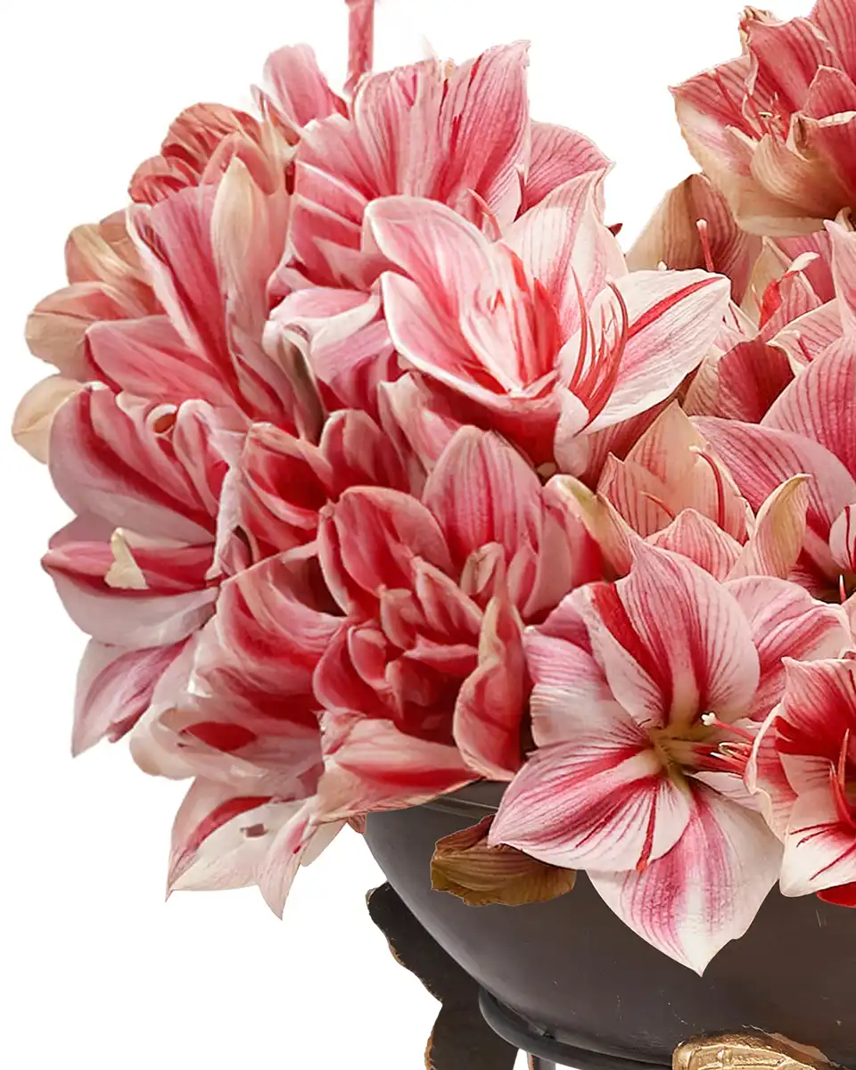 Amaryllis You'll Love Details2 Amaryllis You'll Love Details2