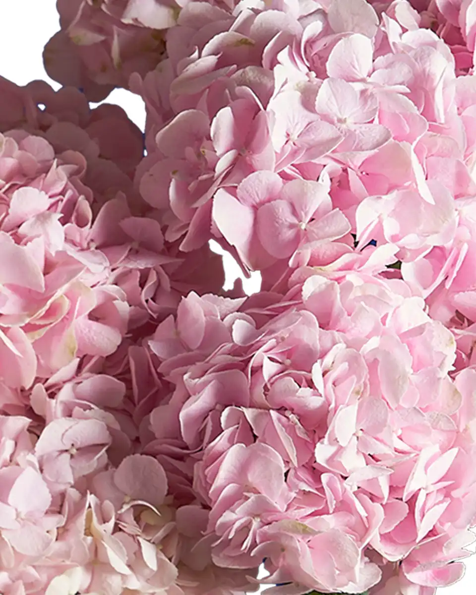 Blooming Verena Close Blooming Verena Close